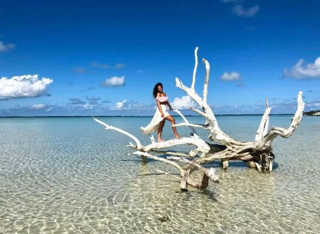 The Lone Tree The Lone Tree