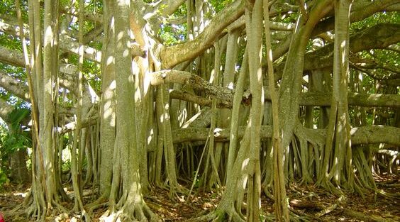 Banyan Tree Trail