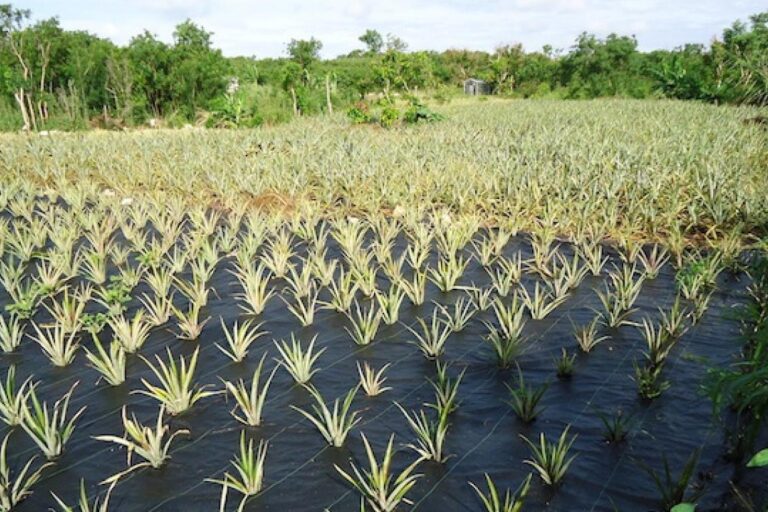 Eleuthera Pineapple Farm Tour