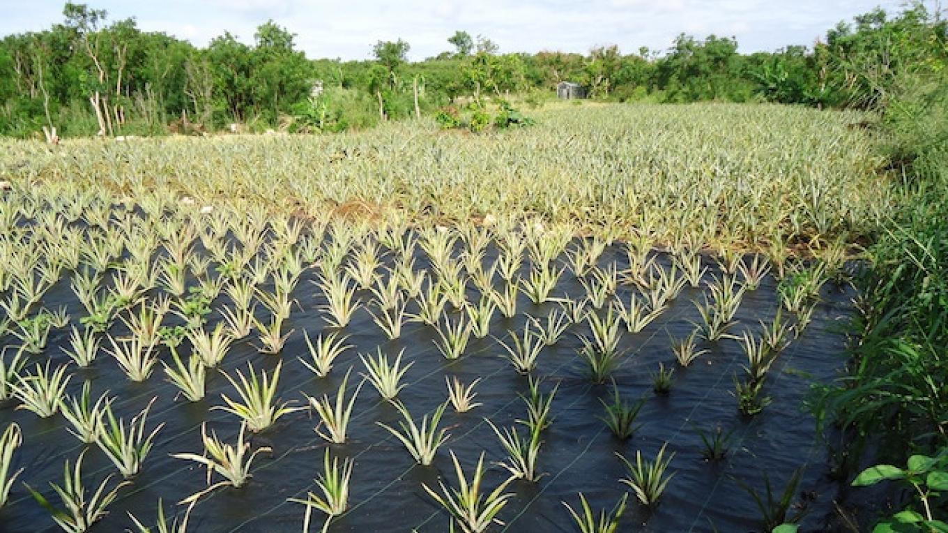 Eleuthera Pineapple Farm Tour Official Eleuthera Harbour Island