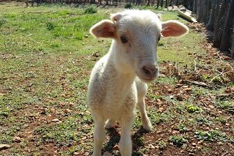 Eleuthera Hill-Top Farm