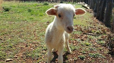 Eleuthera Hill-Top Farm