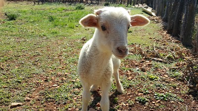 Eleuthera Hill-Top Farm