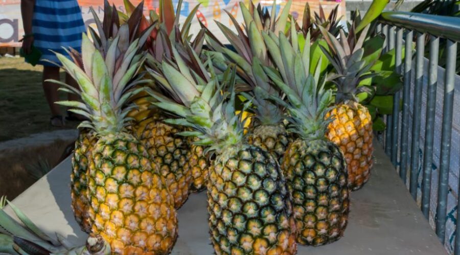 Pineapple Festival Official Eleuthera Harbour Island