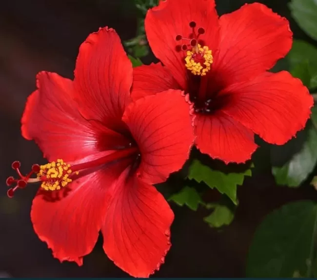 Untitled 19 Hibiscus Landscaping & Nursery