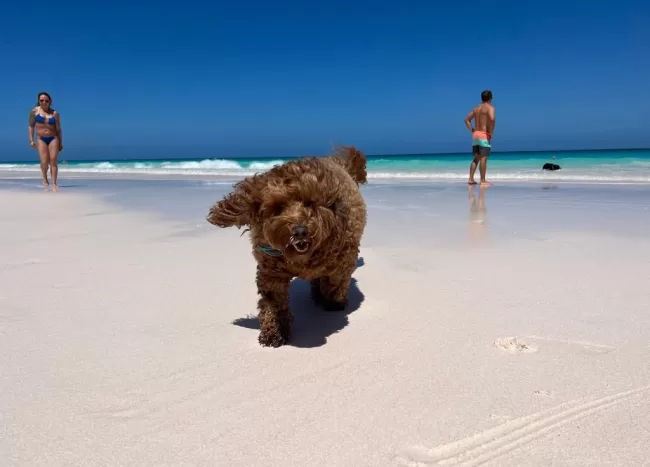 pets harbour island pets harbour island