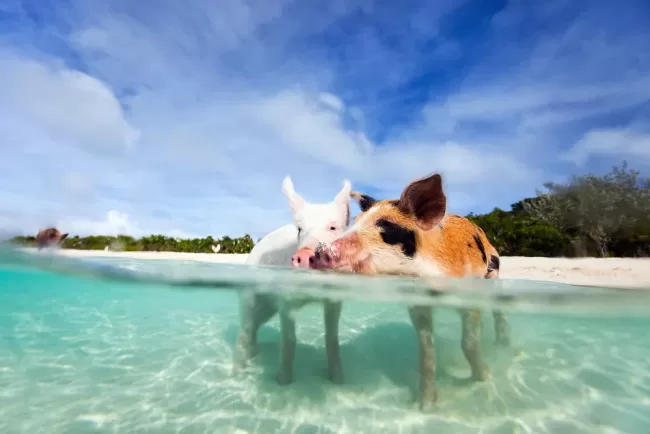 pigs harbour island bahamas